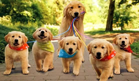 Milton Keynes Dog Walks; Individual or Group dog walks